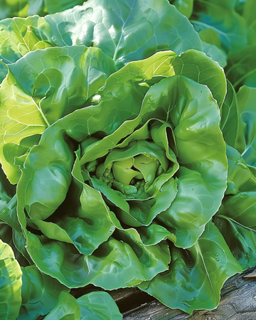 Graines de laitue Milan (Lactuca sativa) – légume annuel