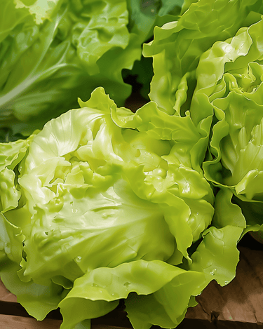 Buttersalat Grosse Blonde Paresseuse Heirloom Samen (Lactuca sativa) – einjähriges Gemüse