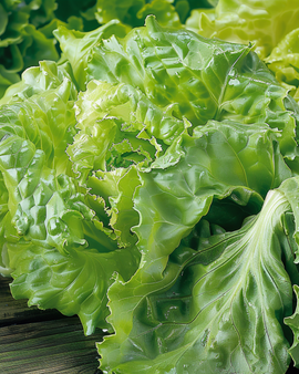 Sallat Batavia Blonde De Paris frön – Lactuca sativa, ettårig