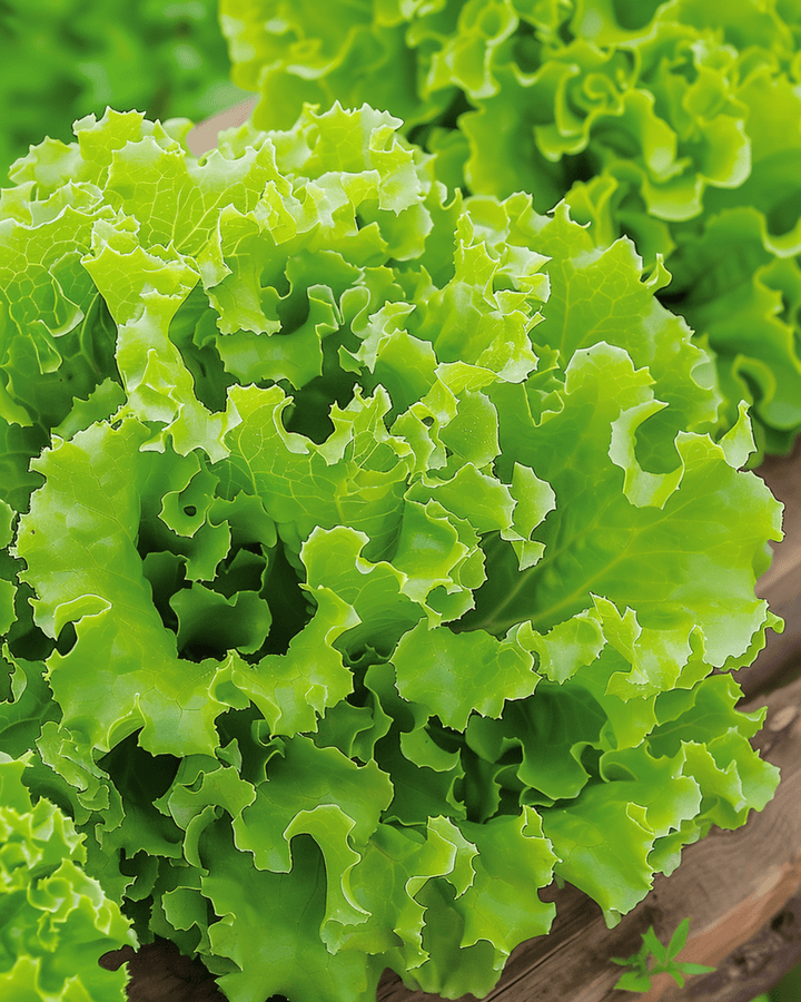 Salat Lollo Bionda frø (Lactuca sativa) – ettårig grøntsag
