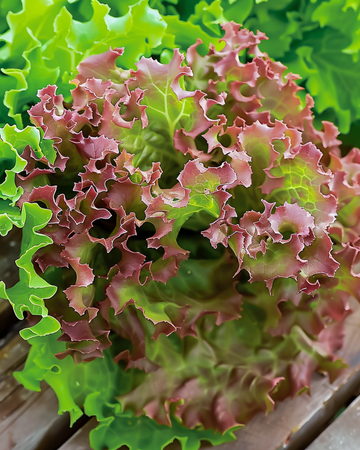 Żerriegħa tal-ħass Lollo Rossa Werqa Ħamra (Lactuca sativa) – ħaxixa annwali