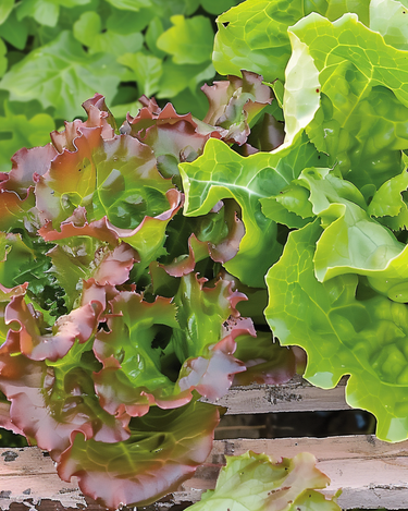 Semillas de lechuga de hoja Amerikaanse Roodrand (Lactuca sativa) – hortaliza anual