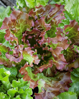 Sementes de Alface de Folha Red Salad Bowl Lactuca Sativa Anual