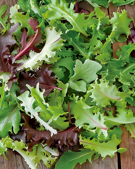 Mixed French Salad frø Lactuca Sativa etårig blanding
