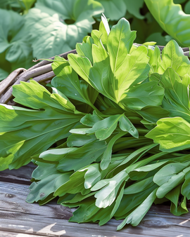 Corn Salad Seeds Valerianella Locusta Grote Noordhollandse Annual