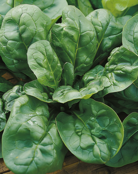 Graines d'épinard d'été Spinacia Oleracea Bazaroet variété annuelle