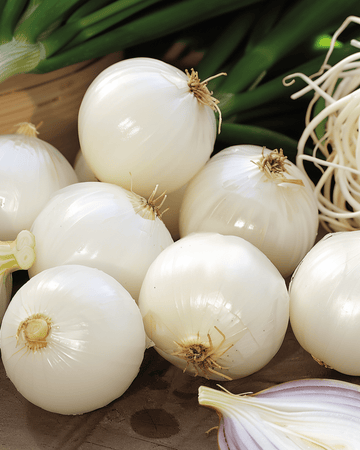 Semillas de cebolla encurtidora De Barletta (Allium cepa) – verdura anual