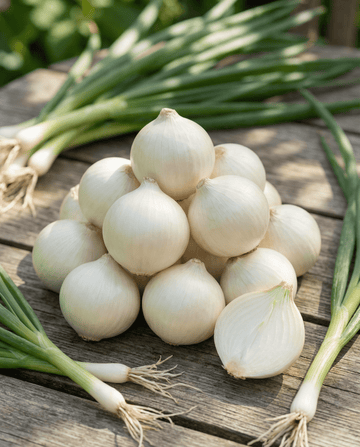 Cebolla encurtidora De Barletta (Allium cepa) – semillas de verdura anual de SeedsChoice