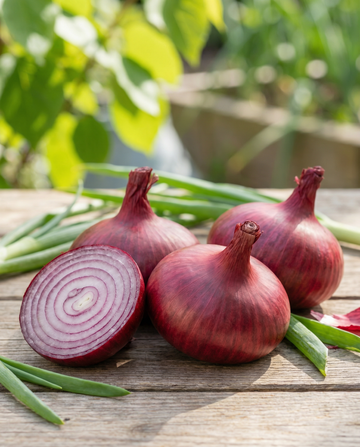 Cebula Noordhollandse Bloedrode (Allium cepa) – jednoroczne nasiona warzywne od SeedsChoice