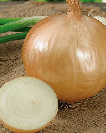 Giant Onion Ailsa Craig seeds (Allium cepa) – annual vegetable