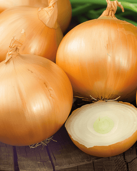 Graines d'oignon Rijnsburger 5 Allium Cepa annuel oignon de garde
