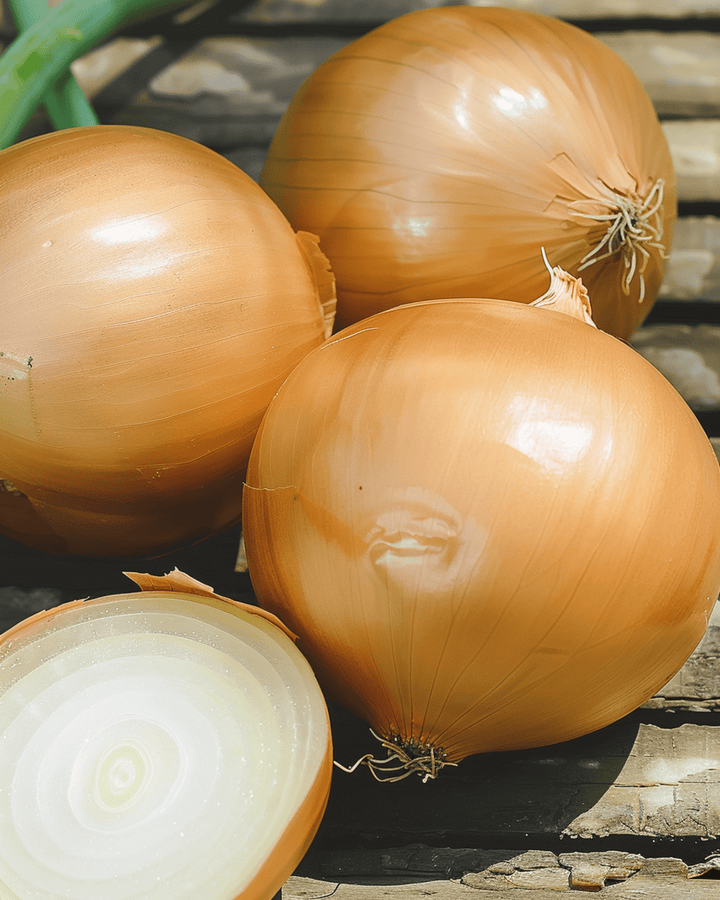 Nasiona cebuli Hyskin F1 Hybrid (Allium cepa) – jednoroczne warzywo