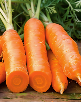 Marchew zimowa Berlikum 2 Storage Daucus Carota jednoroczna