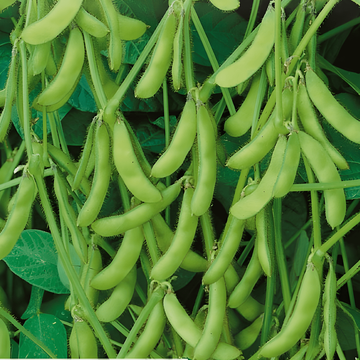 Żerriegħa tas-Sojja Edamame Green Shell (Glycine max) – ħaxixa annwali