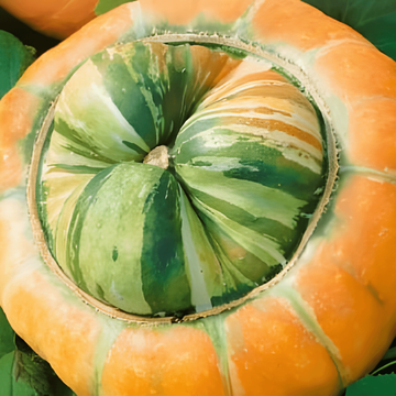 Graines de courge ornementale Turkish Turban (Cucurbita maxima) – annuel