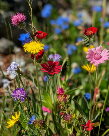 Meadowflowers Mix 50g Native Wildflower Blend seeds – annual flower