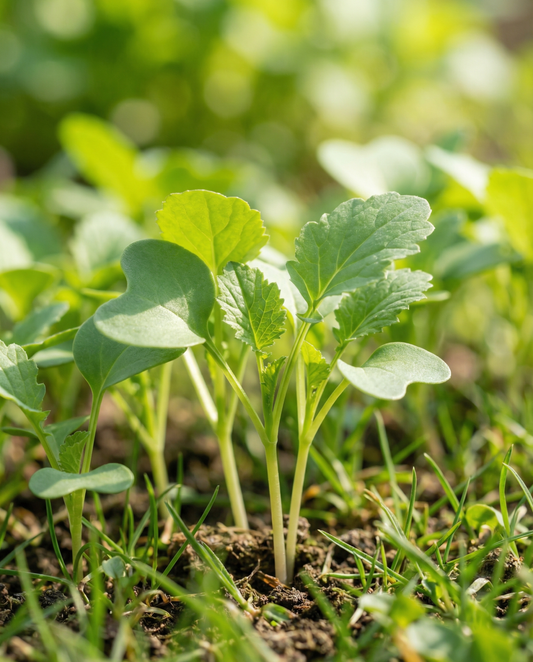 Mustard Sprouting 250g (Sinapis alba) – organic sprouting seeds from SeedsChoice