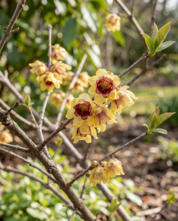 Sementes de quimonanto arbusto florido de inverno (Chimonanthus praecox) – flor