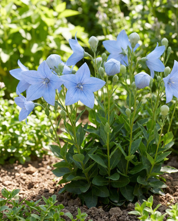 Semillas de flor globo (Platycodon grandiflorus) – flor perenne