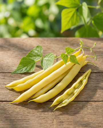 Haricot à rames Neckargold 100g (Phaseolus vulgaris) – graines de grimpante annuelle par SeedsChoice