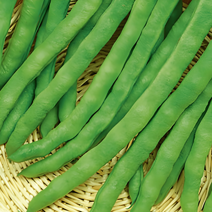Graines de haricot à rames Terli 100g (Phaseolus vulgaris) – légume annuel
