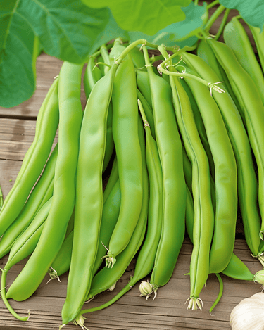 Nasiona fasoli tycznej Overvloed 100g (Phaseolus vulgaris) – jednoroczne warzywo