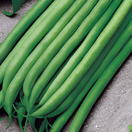 Dværgbønnefrø Argus Phaseolus vulgaris etårig 50g