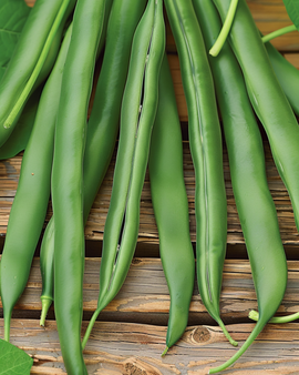 Bush Bean Seeds Domino Annual Phaseolus Vulgaris