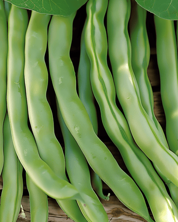 Graines de haricot nain Record 100g (Phaseolus vulgaris) – légume annuel