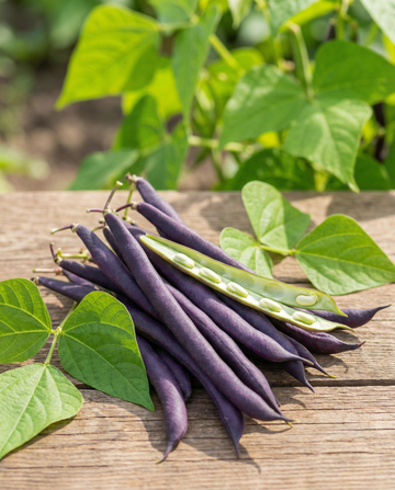 Judía enana Purple Queen (Phaseolus vulgaris) – semillas de hortaliza anual de SeedsChoice