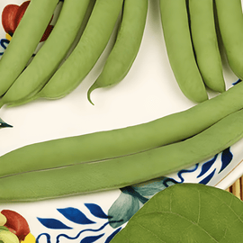 Dwarf Bean Seeds Saxa Of Limburgse Phaseolus Vulgaris Annual