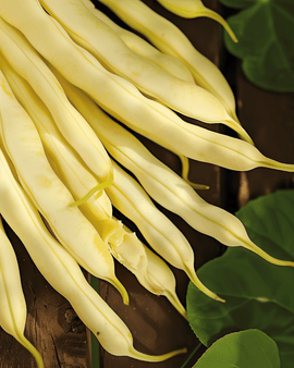 Bush Beans Gondola Seeds Phaseolus Vulgaris Annual 100g