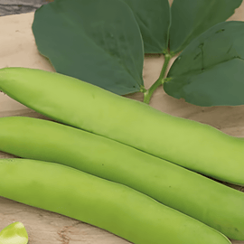 Broad Bean Seeds Threefold White Vicia Faba Annual Variety 100g