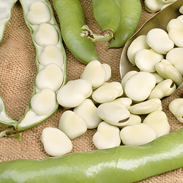 Żerriegħa tal-Ful Leidse Hangers (Vicia faba) – ħaxixa annwali