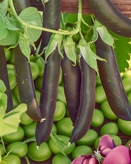 Graines de pois Ezetha’s Krombek Blauwschok Pisum Sativum annuel