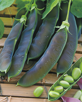 Peas Désirée Seeds Pisum Sativum Annual 100g