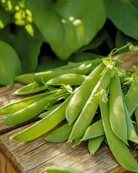Sugar Pea Seeds Norli Pisum Sativum Annual Variety