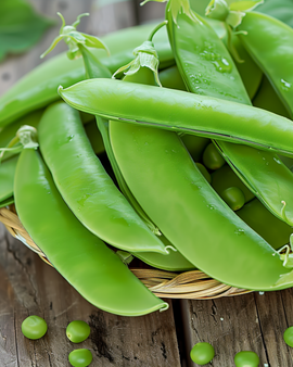 Zuckererbsensamen Pisum Sativum Oregon Sugar Pod einjährig 100g