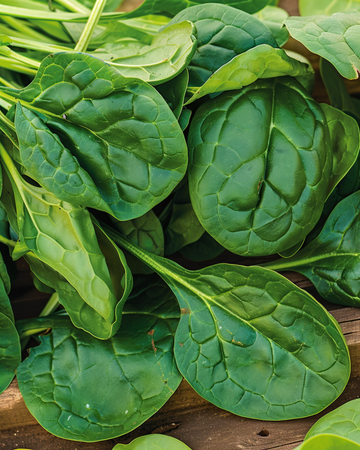 Spinach Bazaroet seeds (Spinacia oleracea) – annual vegetable