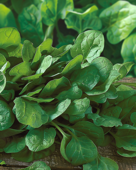 Spinach Breedblad Scherpzaad Broad Leaf Seeds Spinacia Oleracea Annual