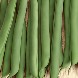 Bush Bean Seeds Prelude Phaseolus Vulgaris Annual