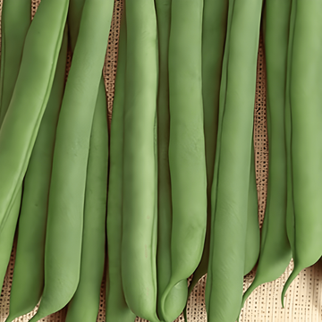 Pensaspapu Prelude siemenet (Phaseolus vulgaris) – yksivuotinen vihannes