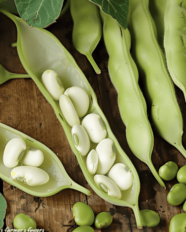 Graines de fève Leidse Hangers 250g (Vicia faba) – légume annuel