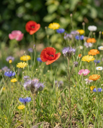 Ladybird Mix 25 M2 Scatter Box seeds – annual flower