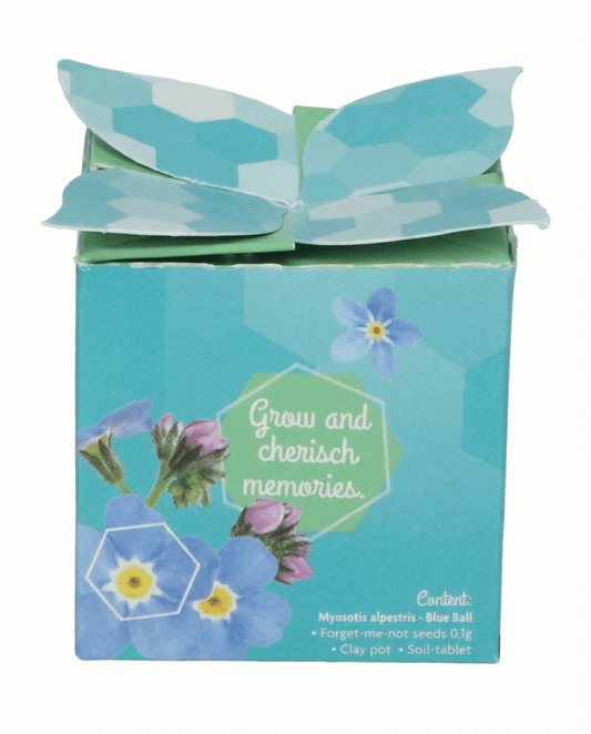 Forget-Me-Not Terracotta Pot 0.1g (Myosotis alpestris) – biennial grow kit seeds from SeedsChoice