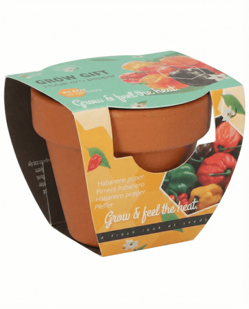 Żerriegħa tal-Bżar Habanero f'Vażett tat-Terrakotta (Capsicum chinense) – kit ta' tkabbir