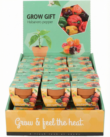 Bżar Habanero f'Vażett tat-Terrakotta (Capsicum chinense) – kit ta' tkabbir b'żerriegħa minn SeedsChoice