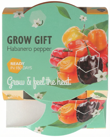 Żerriegħa tal-Bżar Habanero f'Vażett tat-Terrakotta – kit ta' tkabbir minn SeedsChoice