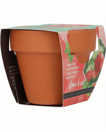 Sementes de Morangueiro Pendente – perene da SeedsChoice