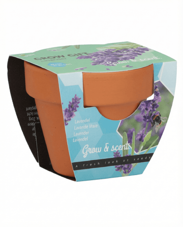 Lavendel (Lavandula angustifolia) – mehrjähriges Anzucht-Set Samen von SeedsChoice